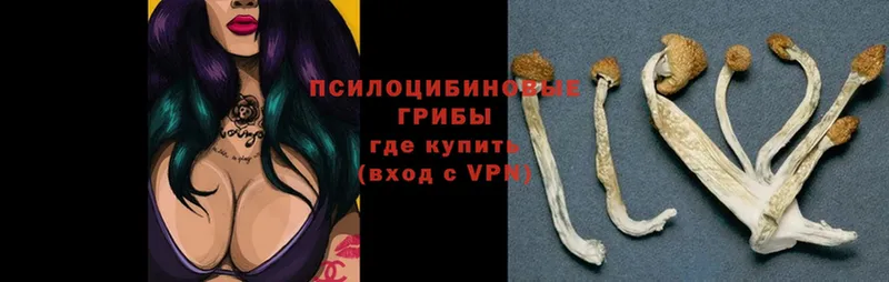 Псилоцибиновые грибы Psilocybe  магазин  наркотиков  Бородино 